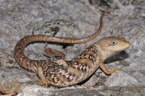 Texas Alligator Lizard Facts And Pictures Reptile Fact