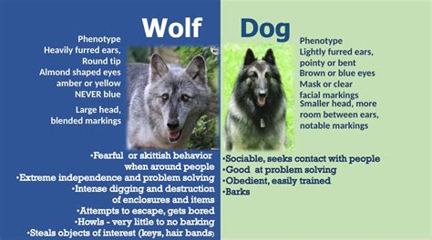 Wolf Or Dog Phenotyping Lesson Shy Wolf Sanctuary