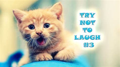Try Not To Laugh 3 Funny And Cute Cats Kittens Edition 2020