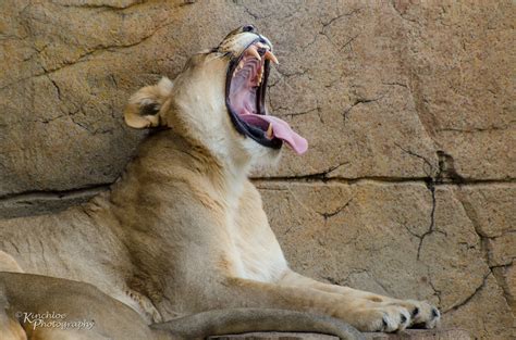 Wallpaper Lion Wildlife Teeth Big Cats Zoo Illinois Chicago