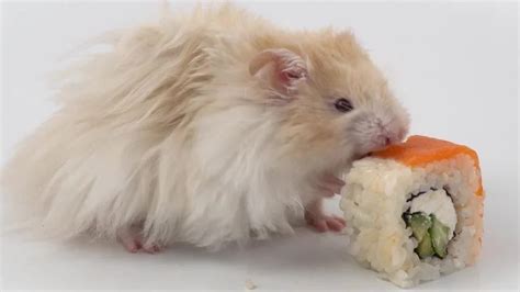 Can Hamsters Eat Meat What You Need To Know Hamster Care Guide
