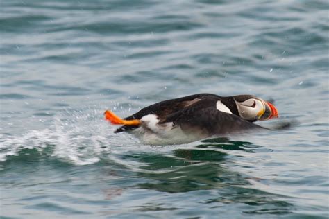Besides that, digging burrows is their other 'favorite' activity. Atlantic Puffin (Common Puffin) Facts, Diet, Life Cycle ...