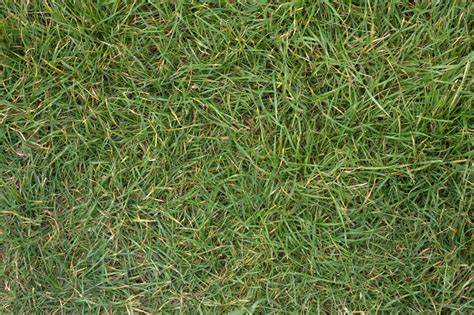 High Resolution Seamless Textures Grass 2 Turf Lawn Green Ground