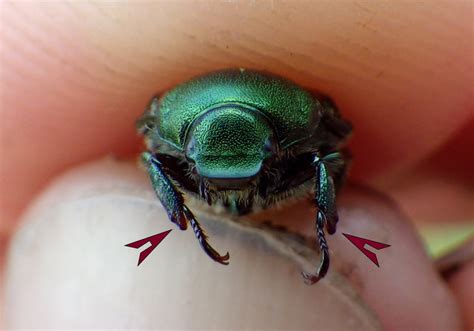 Its A Bugs Life Learn How To Identify Japanese Beetle Females