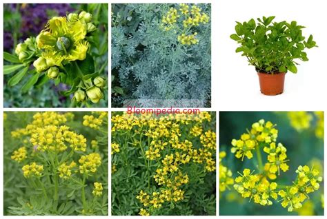 From Garden To Medicine Cabinet 5 Remarkable Uses Of Ruda Plant