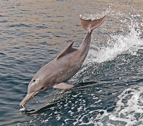 Indian Humpback Dolphin Project Noah