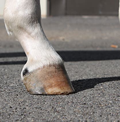 Equilox bob smith, the head instructor of the pacific coast horseshoeing school, discusses the grades of club feet and the strategy needed to a. Club Foot in Horses | Equine Chronicle