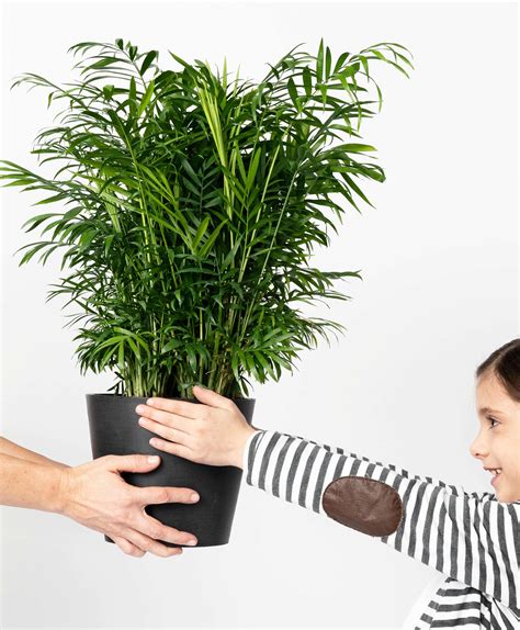 Buy Potted Parlor Palm Indoor Plant Bloomscape