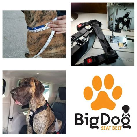 Anyone with a giant breed dog, however, knows trying to get them to sit, lie down or roll onto its side when it doesn't want to is a full contact sport. Restrain your big dog properly in the car with the Big Dog ...