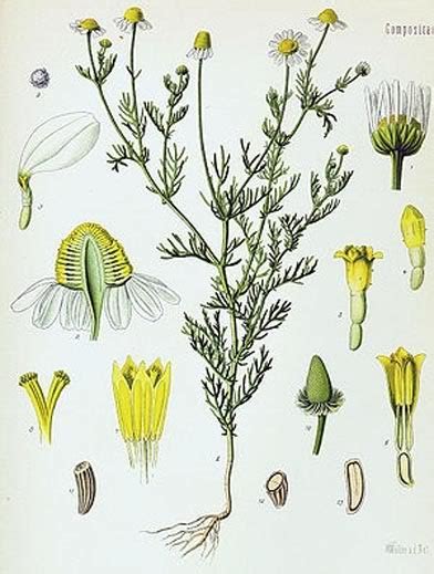 Botanik Echte Kamille Matricaria Chamomilla
