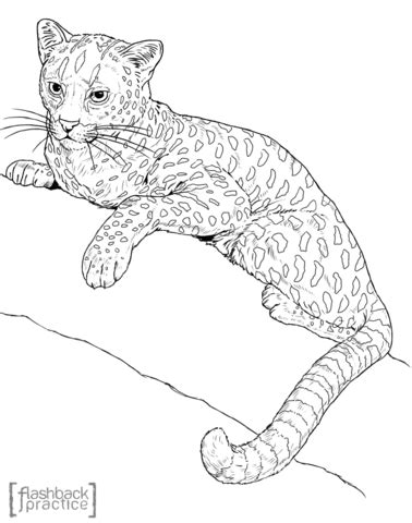 Civet cat — n any of several carnivorous mammals (family viverridae) esp a long bodied short legged african animal (civettictis civetta) that produces most of the civet of commerce … The African Golden Cat is about twice the size of a ...