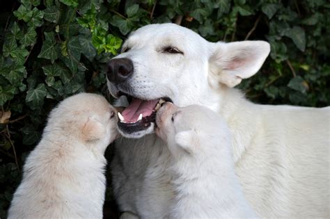 These Dog Moms Cuddling Their Puppies Will Give You All The Mothers