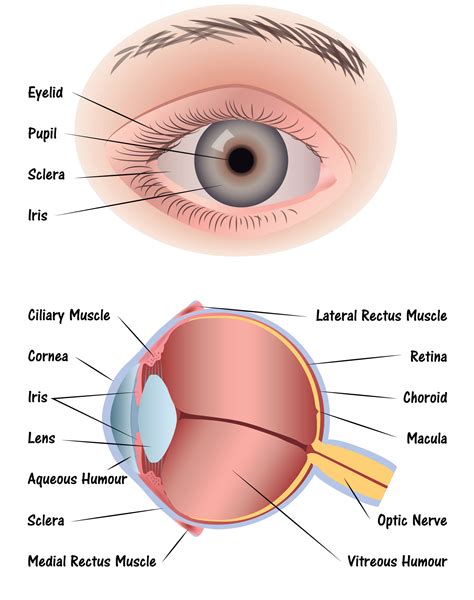 Eye Diagram Discovery Eye Foundation