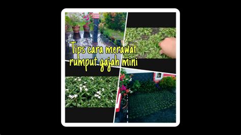 Rumput jepang dan rumput gajah mini menjadi pilihan terbaik untuk taman rumah anda. Tips cara merawat rumput gajah - YouTube
