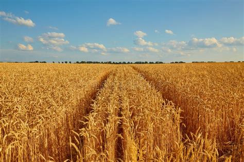 Golden Wheat Field With Blue Sky Stock Image Image Of Wheat Straw
