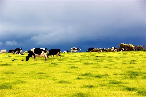 Topping Pasture: is it worth it?