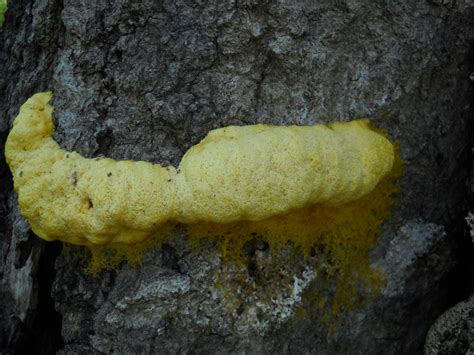How to know when mushrooms are gone bad and not safe to eat? Some sort of yellow slime - Mushroom Hunting and ...