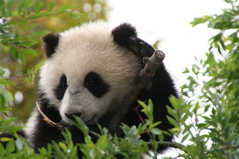 The 12 Most Famous Pandas In China