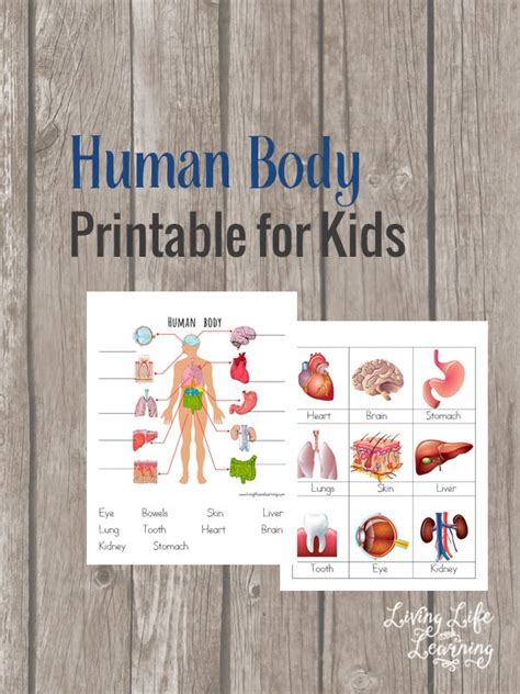 Digestive system organs coloring page (younger students). Human Body Organs Printable Coloring Pages