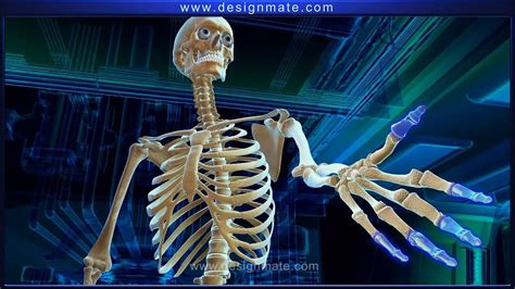 There are 206 bones in the human body. Science - Bones and Muscles - YouTube