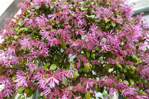 Shrubs That Thrive In Part Shade To Full Shade Colorful Shrubs Shade