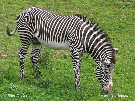 A cacti and succulents are mostly from tropical regions and all of our plants have been raised under glass, so we would not recommend keeping them outside, however, if you live in a warm. Grévy's Zebra