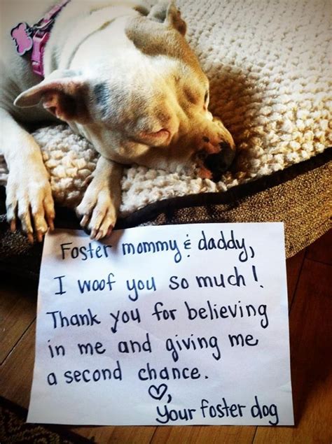 A Letter From Your Foster Dog ♥ Foster Dog Foster Animals I Love Dogs