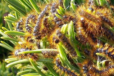 Caterpillars In Pine Tree Webworms 297047 Ask Extension