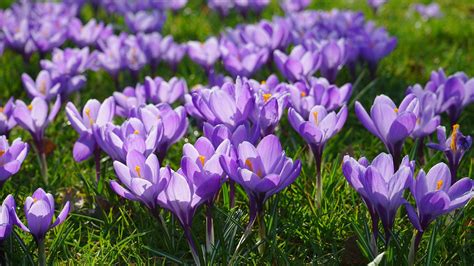 Download Wallpaper 1920x1080 Purple Crocuses Bloom Spring Full Hd