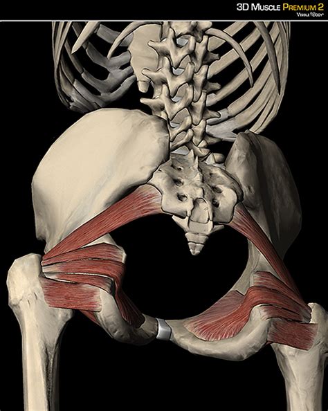 Sit comfortably on a chair or a bench. Deep Rotators of the Hip via Visiblebody.com - http://info ...