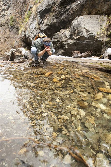 A Young Man Drinks From A Stream Running Through Big Cottonwood Canyon