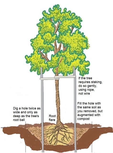 How To Properly Plant A Tree Betty On Gardening