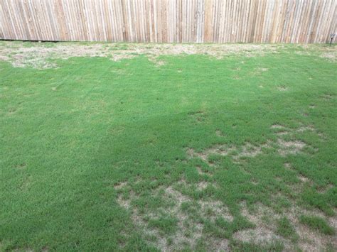 Help With Browndrydead Spots On Lawn Lawncare