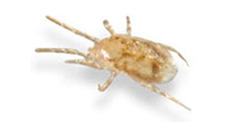 Bird Lice Pest Control Sydney - PNP Pest Control - 1300 ...