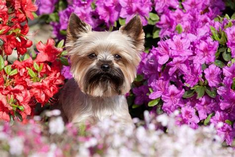 Any part of this plant can be poisonous to your pet, but the bulbs are the most. Pet Safe Plants: Indoor & Outdoor - Fresh by | Indoor ...