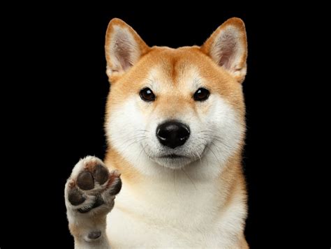 Find out how buy dogecoin today. Are scammers invading Dogecoin again? | The Outline