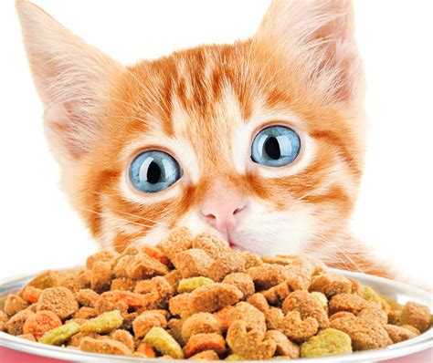 Check spelling or type a new query. Best Dry Kitten Food - Discover The Best Dry Food For Kittens