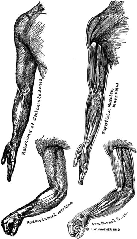 Body parts printed thus far include a jaw bone, muscle tissue, and cartilage structures, and perhaps most impressive of all, an incredibly accurate human once the integrated tissue and organ printing system (itop) is further tested, and has been proven to be safe for use in humans, we could soon. Bones and Muscles of the Arms | ClipArt ETC