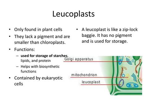 Bacteria and members of the domain archaea are prokaryotes, while plants, animals, protists and fungi are eukaryotes. PPT - Vacuole PowerPoint Presentation - ID:4682190