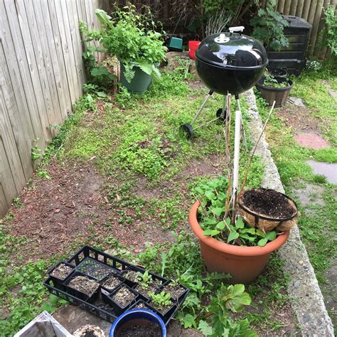 Weeds are competitive, fighting your garden plants or lawn grass for water, light not only will they target broadleaved weeds in your lawn without damaging the surrounding grass but they will also feed the lawn and kill off any moss. Best way to kill weeds (pictures included) (landscape ...