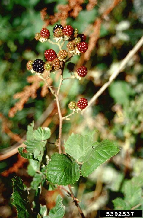 Himalayan Blackberry Rubus Armeniacus