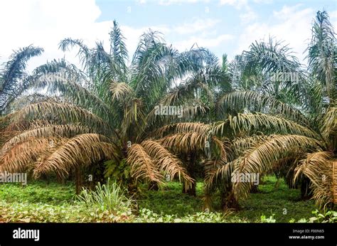 Palm Tree Palm Oil Plantations In Ghana Stock Photo Alamy