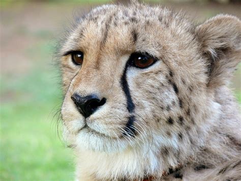 Dark Luxury Wealthy Buying Up Illegal Cheetahs Driving Them To