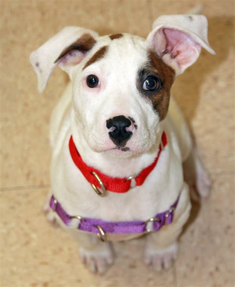 Just pick pet project rescue (minneapolis mn) as your charity on amazon smile and give to animals in needpic.twitter.com/bknlduomcy. Pet Project: Adopt Watson - theloop