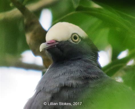 Stokes Birding Blog Rare White Crowned Pigeon Is At Ding Darling Nwr Fl