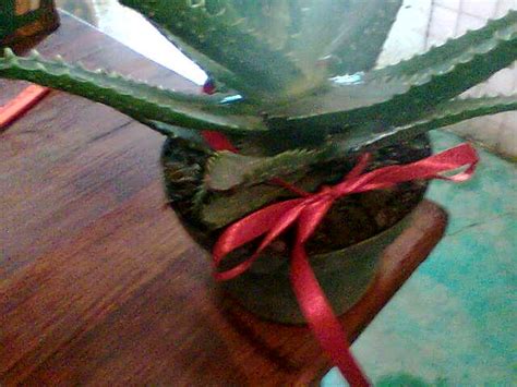 Tener plantas en casa es como tener un ambientador natural. Mecha y Los Caminos a la Felicidad: Tips para atraer la ...