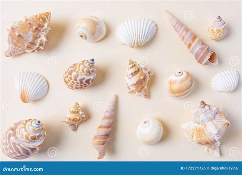 A Variety Of Seashells On A Light Pastel Background Stock Photo