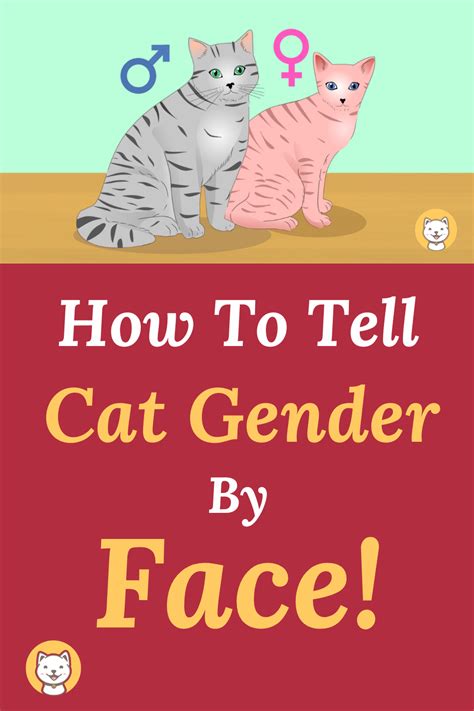 How To Get A Tick Off A Cats Face Cat Meme Stock Pictures And Photos
