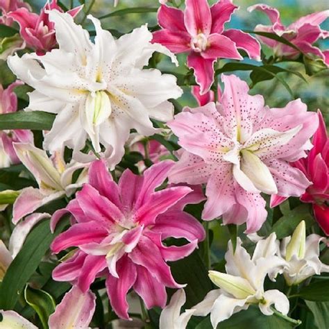 Double Oriental Lily Bulbs Spring Planted Mix Now Shipping Zones 8