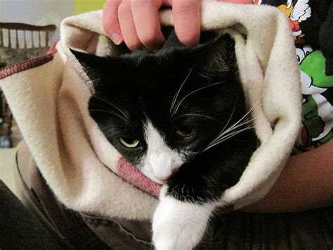 3 Helpful Tips To Make Your Cat's Nail Trimming Session ...